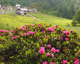 b Rododendro fioritura