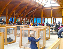 b mostra capretto vigezzo 2016