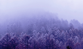 b alberi nuvole nebbia