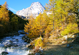 b larici monte leone