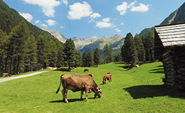 b mucche alpeggio baite