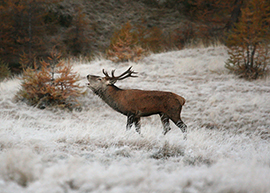 b bramito cervo parco