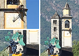 b bue campanile grappolo masera