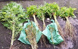 b mariuana sequestro carabinieri