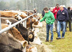 corta mostra bovina vigezzo