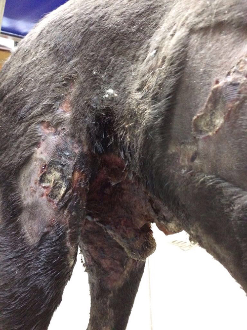 bruto maltrattamenti