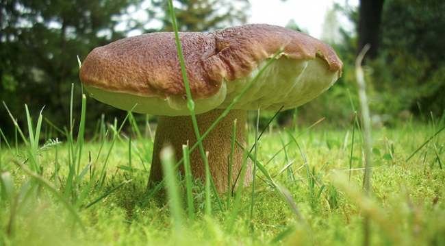 fungo prato images sampleda