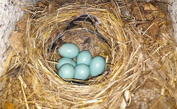 codirosso uova uccelli azzurre