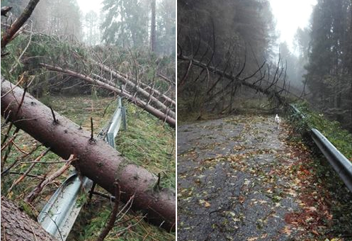 lusentino strada alberi caduti 18