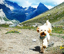 corta cane montagna