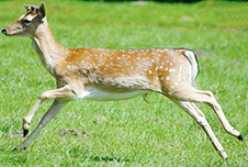 corta capriolo