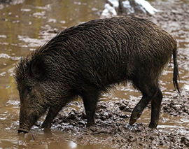 corta cinghiale