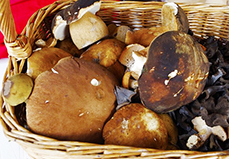 corta funghi cesto