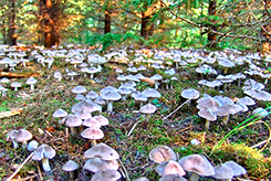 corta funghi tanti