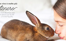 corta Lav coraggioconigio banner