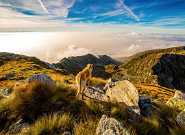 corta cane montagna panorama