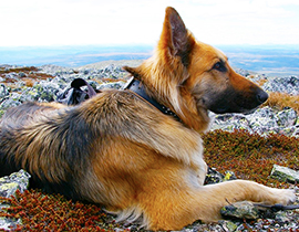 corta cane tedesco panorama