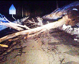 ok b albero caduto san domenico