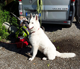 corta cane soccorso