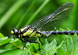 corta libellula