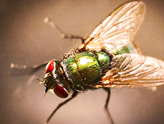 corta mosca