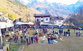 b craf crof 16 baceno croveo