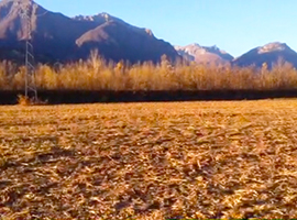 corta mais beura campo