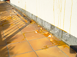 corta uova villa punchia