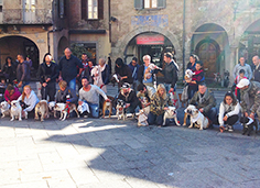 corta bulldog piazzamercato