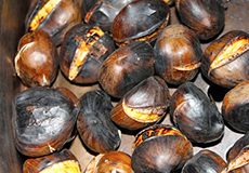 corta castagne cotte
