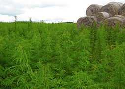 corta canapa piantagione marjuana