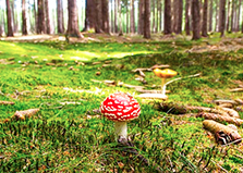 corta fungo bosco