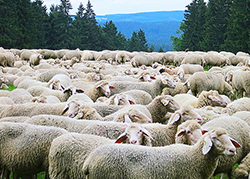 corta gregge pecore